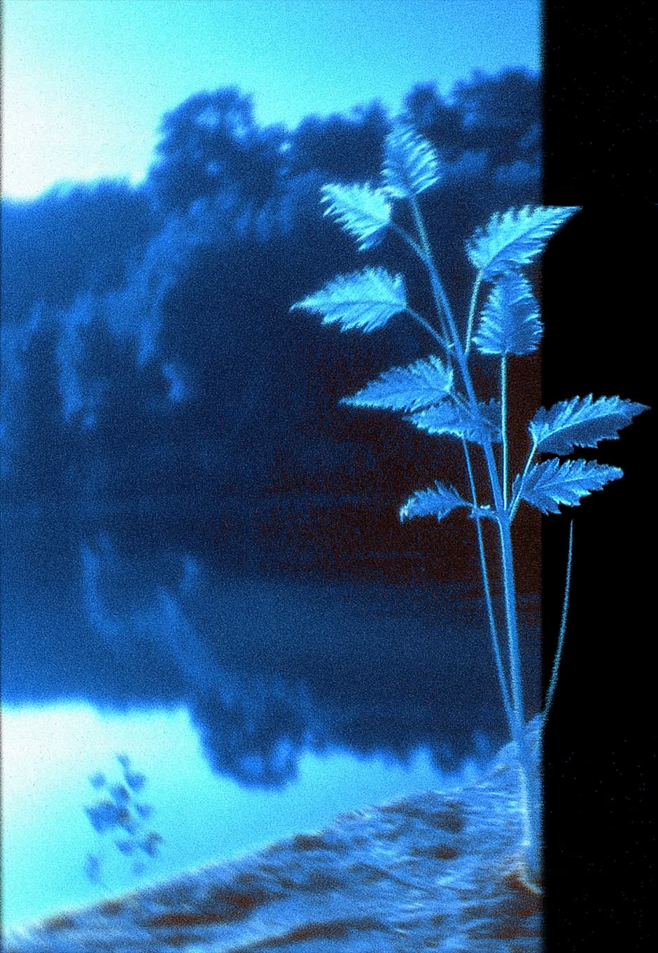 Ethereal blue plant leaves against a dark background